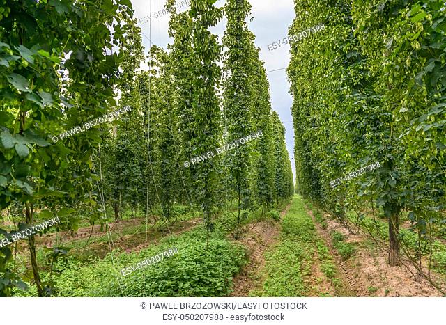 Row of mature hop plants in a hop yard in September