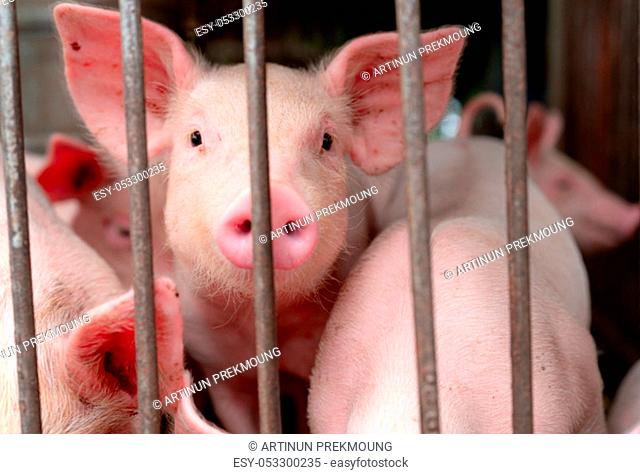 Cute piglet in farm. Happy and healthy small pig. Livestock farming. Meat industry. Animal meat market. African swine fever and swine flu concept