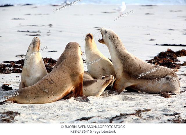 Australian Sea Lions (Neophoca cinerea). Seal Bay Conservation Park, Kangaroo Island, South Australia