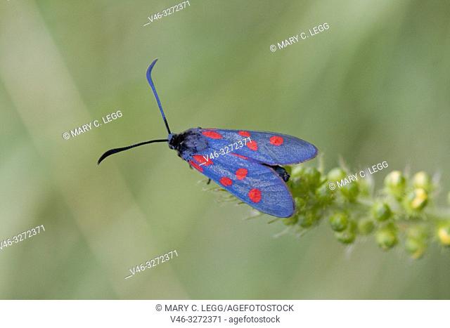 Narrow-bordered Five-spot Burnet, Zygaena lonicerae, a midnight blue moth with five red spots found in calcareous grasslands amd juniper heath