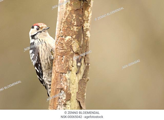 Lesser Spotted Woodpecker (Dendrocopos minor) male branched, The Netherlands, Zuid-Holland, Ameide