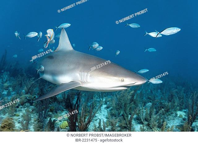 Caribbean reef shark (Carcharhinus perezi), swimming in open water above a coral reef together with some blue-striped cavallas (Caranx ruber), Republic of Cuba