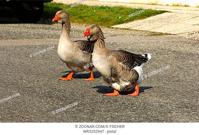 Toulouser Gans mit Kehlwamme / Toulouse goose with dewlap