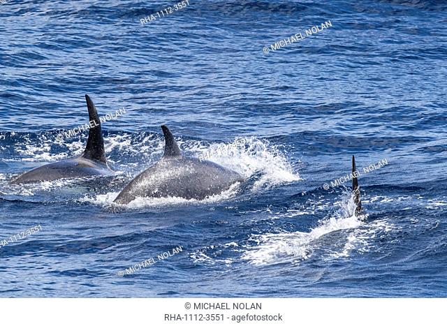 Adult Type D (sub-Antarctic) killer whale (Orcinus orca), surfacing in the Drake Passage, Antarctica, Polar Regions