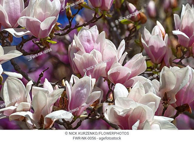 Magnolia, Magnolia x soulangeana 'Alba Superba', Pink blossoms growing outdoor on tree