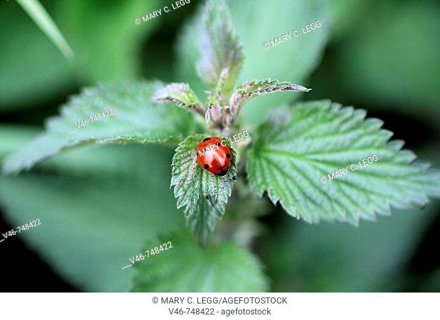 Seven-spot ladybird Coccinella septempunctata on stinging nettle. A seven-spot ladybird scuttles off to hid in the heart of a stinging nettle before a rpedator...