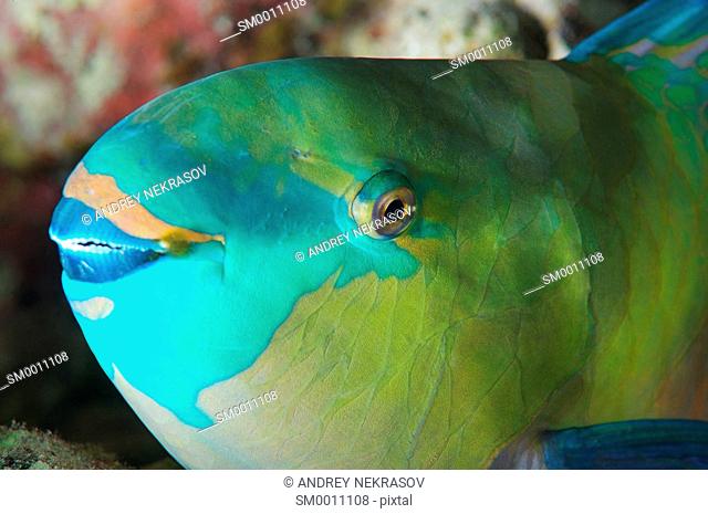 Bleekers parrotfish, Green parrotfish (Chlorurus bleekeri) Red Sea, Egypt, Africa