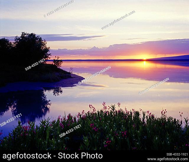 Spring bloom of shooting star, Dodecatheon pulchellum, and false solomon's seal, Smilacina stellata, with sun setting over Knik Arm of Cook Inlet, Eklutna Flats