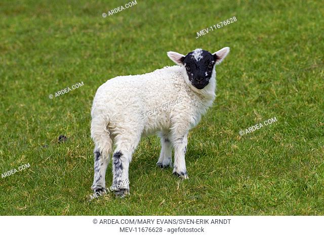 Domestic sheep lamb