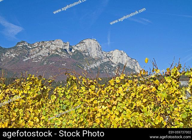 Herbstlich gefärbte Weinberge im Trentino