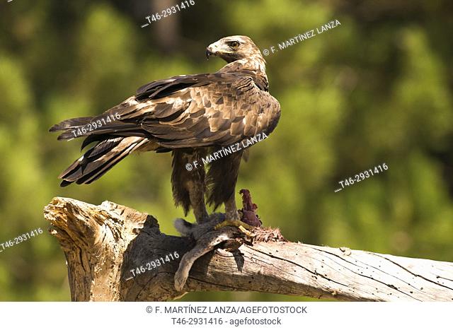 Golden eagle (Aquila chrysaetos). Photographed in the Natural Park Valle de Iruelas Avila