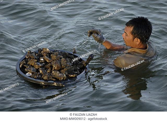 A man harvesting oysters in Neuhun Village Aceh Besar, Indonesia September 11, 2007