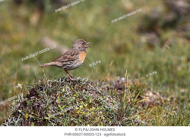 Robin Accentor Prunella rubeculoides adult, singing, standing on tussock, Qinghai Province, China, august