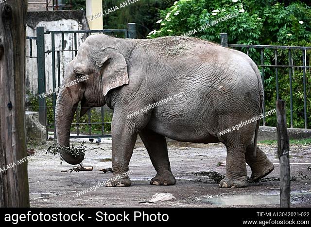 An elephant in the Bioparco of Rome , ITALY-13-04-2021