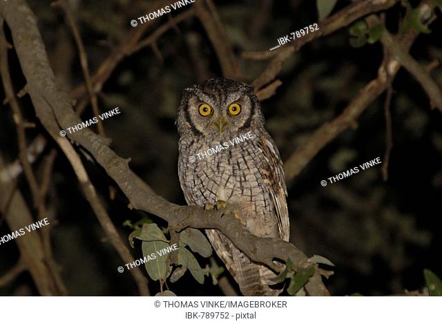 Tropical Screech Owl (Megascops choliba) perched on a branch, Boqueron, Gran Chaco, Paraguay, South America