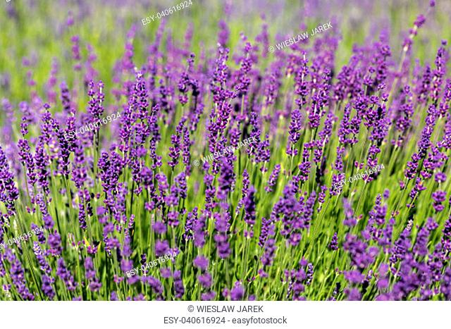 the blooming lavender flowers in Provence, near Sault, France