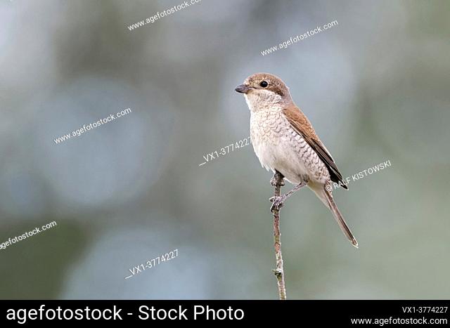 Red backed Shrike ( Lanius collurio ), adult female, perched on top of a dry branch, on lookout, hunting for prey, wildlife, Europe