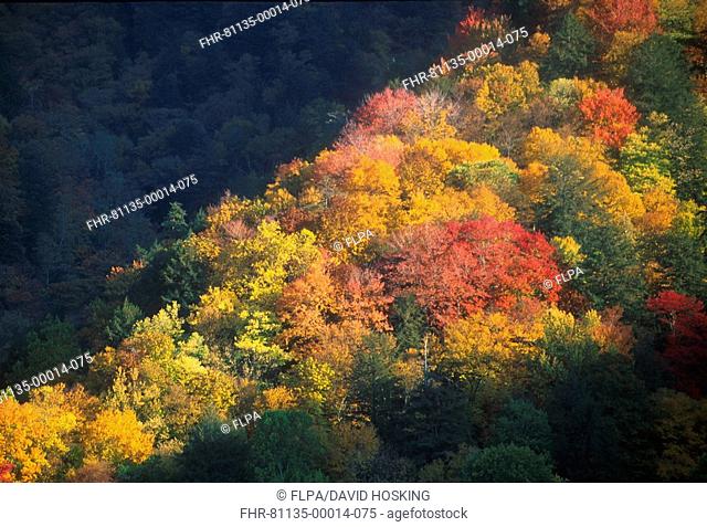 North Carolina Loss of chlorophyll brings extra colour to mix hardwood trees, Gt Smoky Mts N Carolina