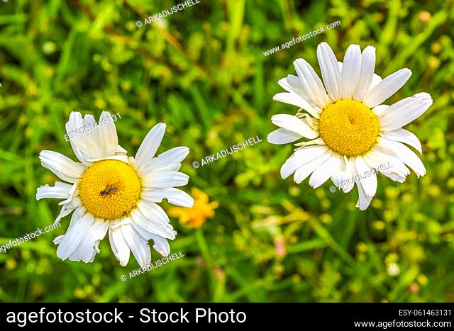 Yellow white colorful Chamomile Camomile flowers on green meadow field in Pipinsburg Geestland Cuxhaven Lower Saxony Germany