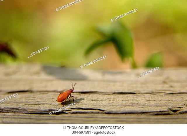 Box elder bug (Leptocoris trivittatus)