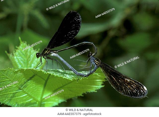 Black-Winged Damselflies (Calopteryx maculata) mating