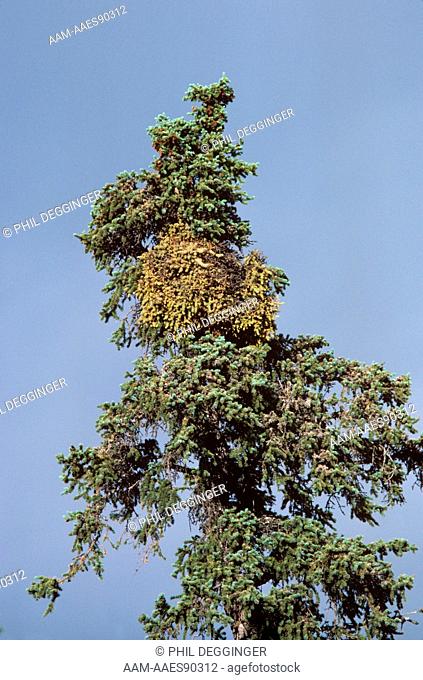 Parasitic Mistletoe on Spruce Tree AK