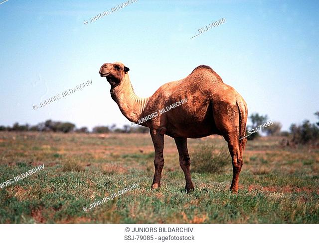 camelus dromedarius / dromedary , one-humped camel