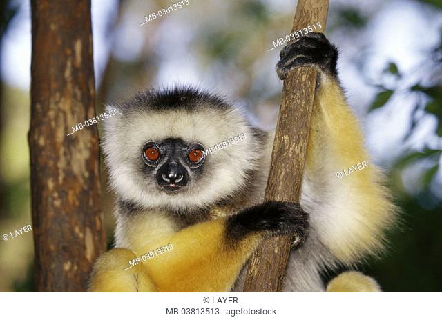 Madagascar, Diademsifaka,  Propithecus diadema, portrait,   Wilderness, wildlife, Wildlife, wild animal, mammal, half monkey, Indriartige, Lemuren, Sifaka