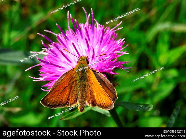Small skipper butterfly , Thymelicus sylvestris, belongs to the family Hesperiidae, here sitting on a thistle blossom