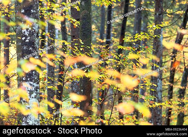 autumn beech forest at the pass of sant' osvaldo, cimolais, pordenone, friuli venezia gulia, italy