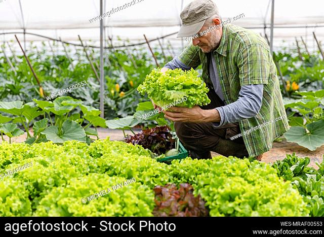 Farmer collecting a box of salad, organic agriculture