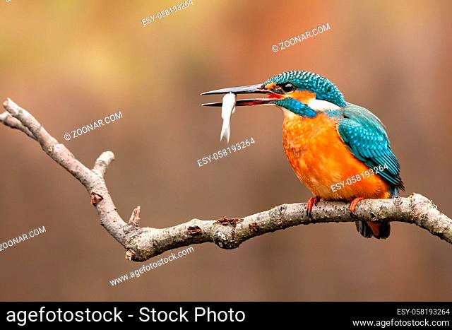 A female kingfisher, alcedo atthis, sitting on a perch above the water, carrying her freshly captured meal by its middle in the mouth and looking to the left of...