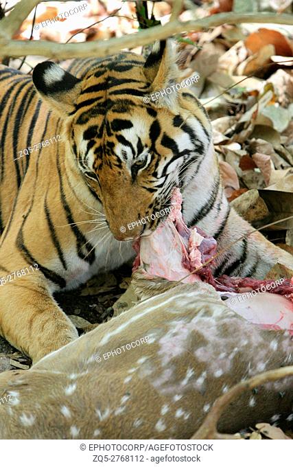 Female tiger, Panthera tigeris, eating spotted deer Kanha National Park, Madhya Pradesh, India