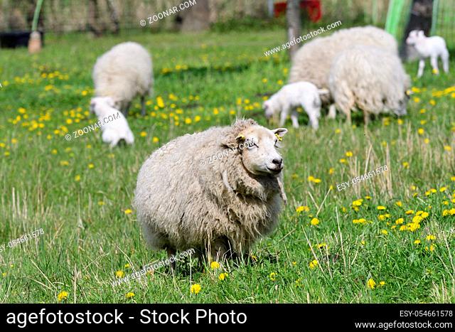 The Skudde is a breed of domesticated sheep .Skudden auf einer Weide
