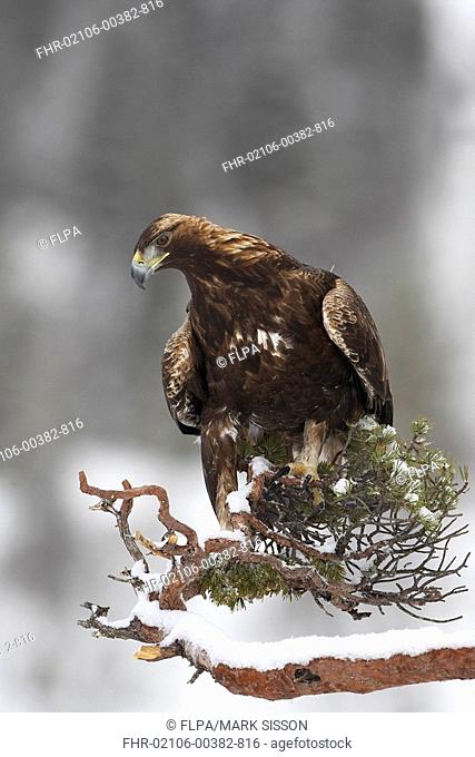 Golden Eagle Aquila chrysaetos juvenile, perched on snow covered pine branch, Norway, february