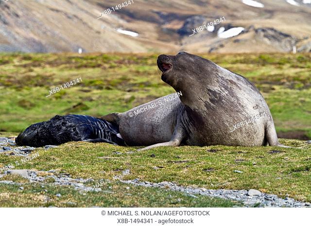 Pregnant female southern elephant seal Mirounga leonina giving birth on the beach near the abandoned whaling station at Stromness Bay on South Georgia Island in...