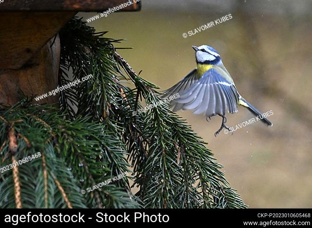 Czech Society for Ornithology (CSO) organises fifth annual counting of birds on feeders, January 6, 2023. Pictured The Eurasian blue tit (Cyanistes caeruleus)