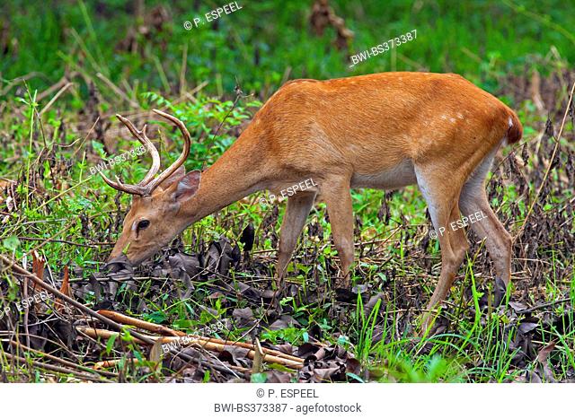 Thamin, Brow-antlered deer, Eld's deer (Panolia eldii, Rucervus eldii, Cervus eldii), grazing, Thailand, Huai Kha Khaeng Wildlife Sanctua