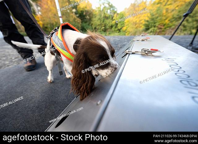 26 October 2021, Hessen, Frankfurt/Main: The species protection sniffer dog Finya, a Cocker Spaniel - Springer Spaniel, searches for the scent of a smooth snake...