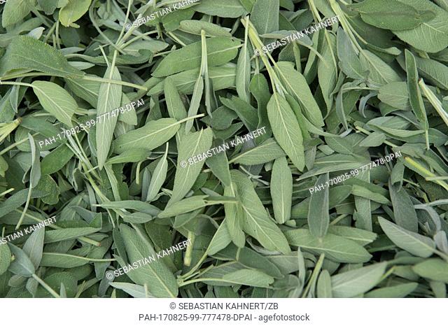 Sage leaves lying in a drying room of the Bombastus plant near Dresden, Germany, 25 August 2017. After the harvest the leaves will be dried in a room and then...