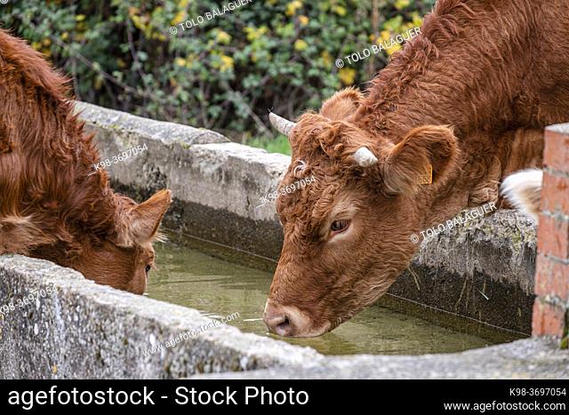 herd of cows and calves at a waterhole, Santo Domingo de Silos, Burgos province, Spain