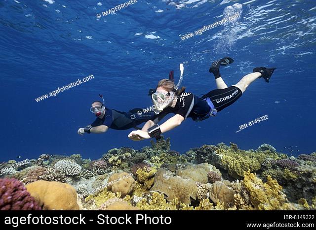 Apnoea diver, freediver, snorkeler, man, woman couple, diving over coral reef, Red Sea, Hurghada, Egypt, Africa
