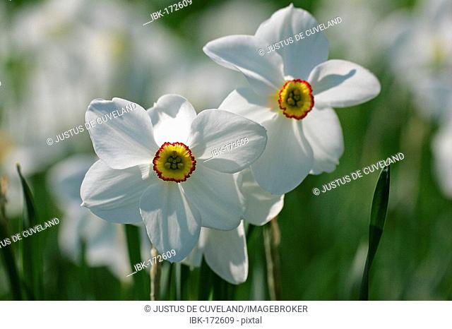 Poet's narcissus Actaea - pheasant eye narcissus Actaea (Narcissus poeticus Actaea)