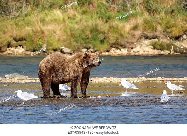 Alaskan brown bear (grizzly bear) standing in the riverbed, looking, seagulls around, Moraine Creek