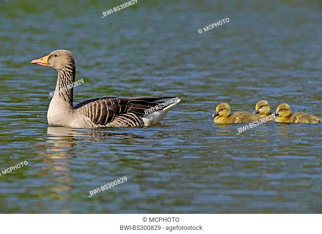 greylag goose (Anser anser), swimming on a lake with three chicks following, Germany, Lower Saxony