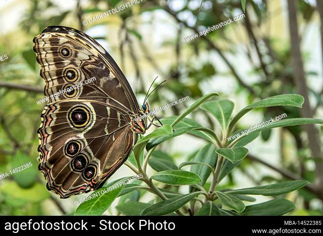 Blue morpho butterfly, Morpho peleides, Sky butterfly, Butterfly, Noble butterfly, Nymphalidae