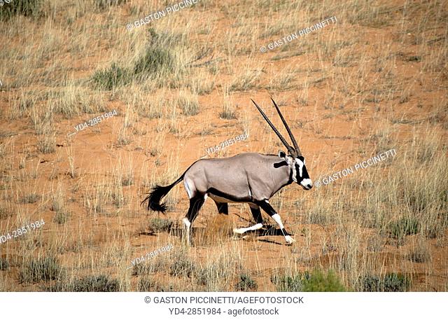 Gemsbok (Oryx gazella), in the dune, Kgalagadi Transfrontier Park, Kalahari desert, South Africa/Botswana