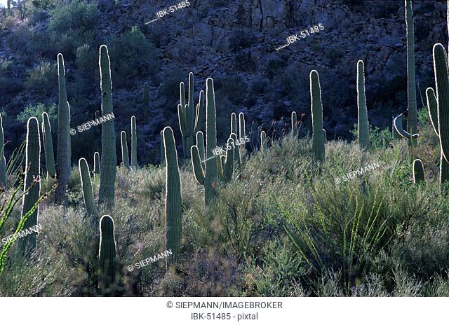 USA Arizona Saguaro National Monument West Saguaro cacti