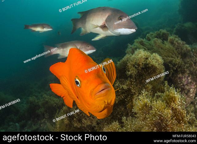 Garibaldi Fish, Hypsypops rubicundus, Catalina Island, California, USA