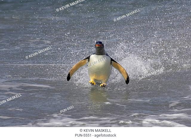 Gentoo penguin Pygoscelis papua leaping ashore on to Sea Lion Island